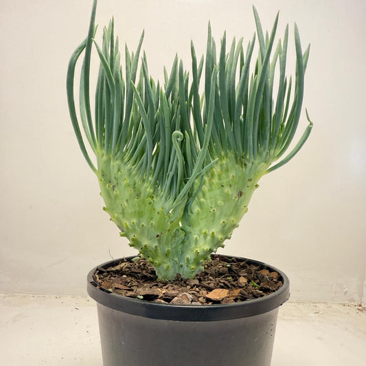 Mermaid Tail : Crested Senecio Talinoides - Narrow Leaf Chalk Stick #509