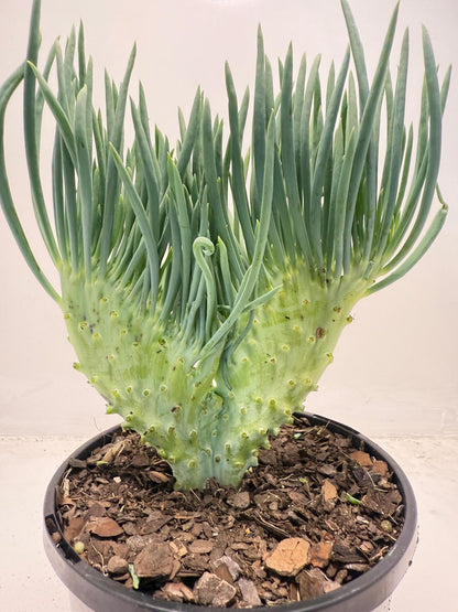 Mermaid Tail : Crested Senecio Talinoides - Narrow Leaf Chalk Stick #509