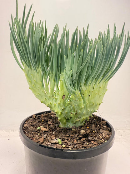Mermaid Tail : Crested Senecio Talinoides - Narrow Leaf Chalk Stick #508