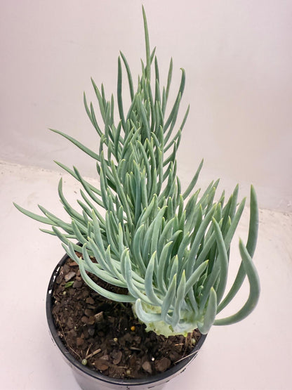 Mermaid Tail : Crested Senecio Talinoides - Narrow Leaf Chalk Stick #508