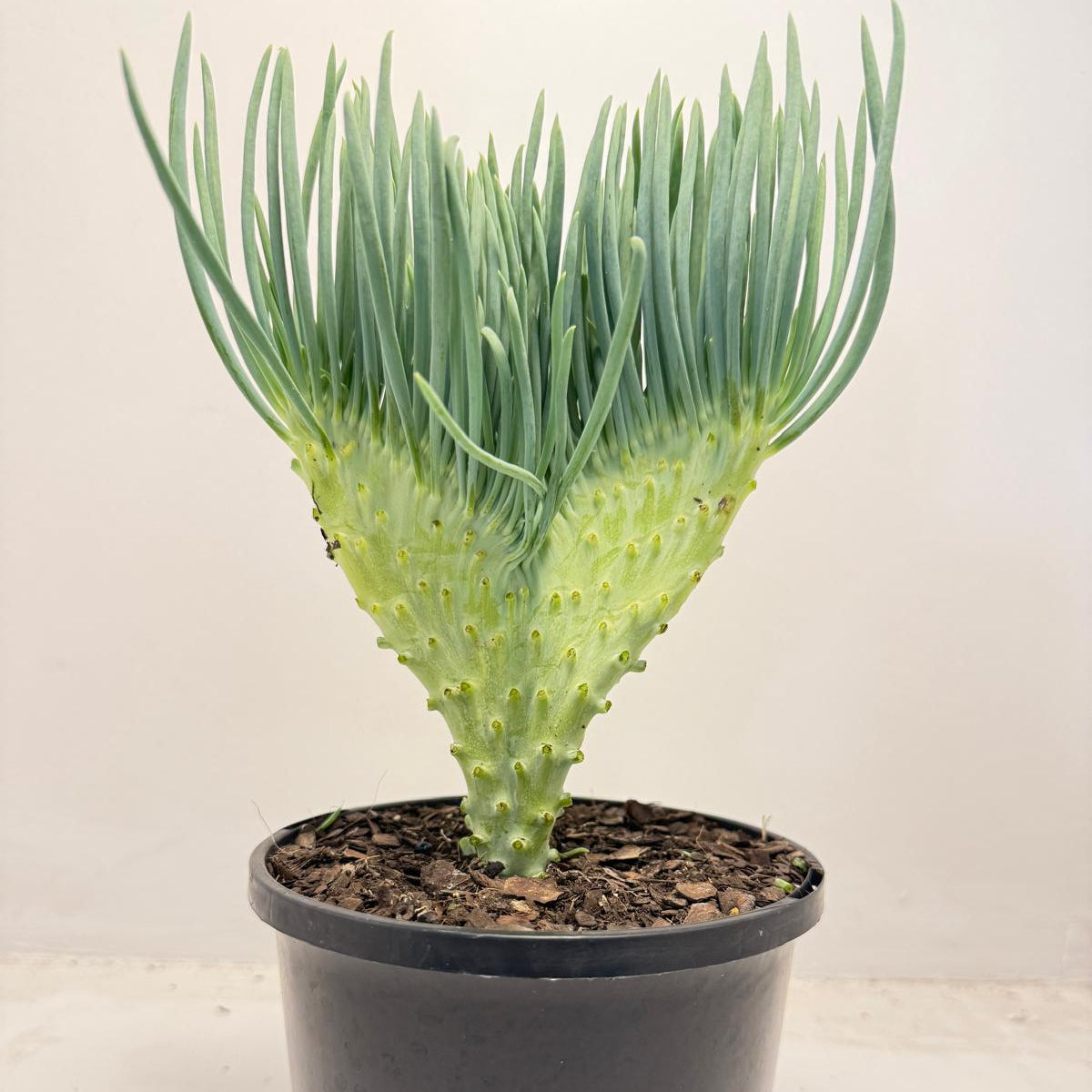 Mermaid Tail : Crested Senecio Talinoides - Narrow Leaf Chalk Stick #507