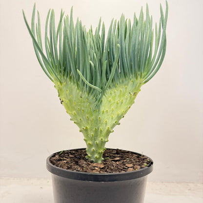 Mermaid Tail : Crested Senecio Talinoides - Narrow Leaf Chalk Stick #507
