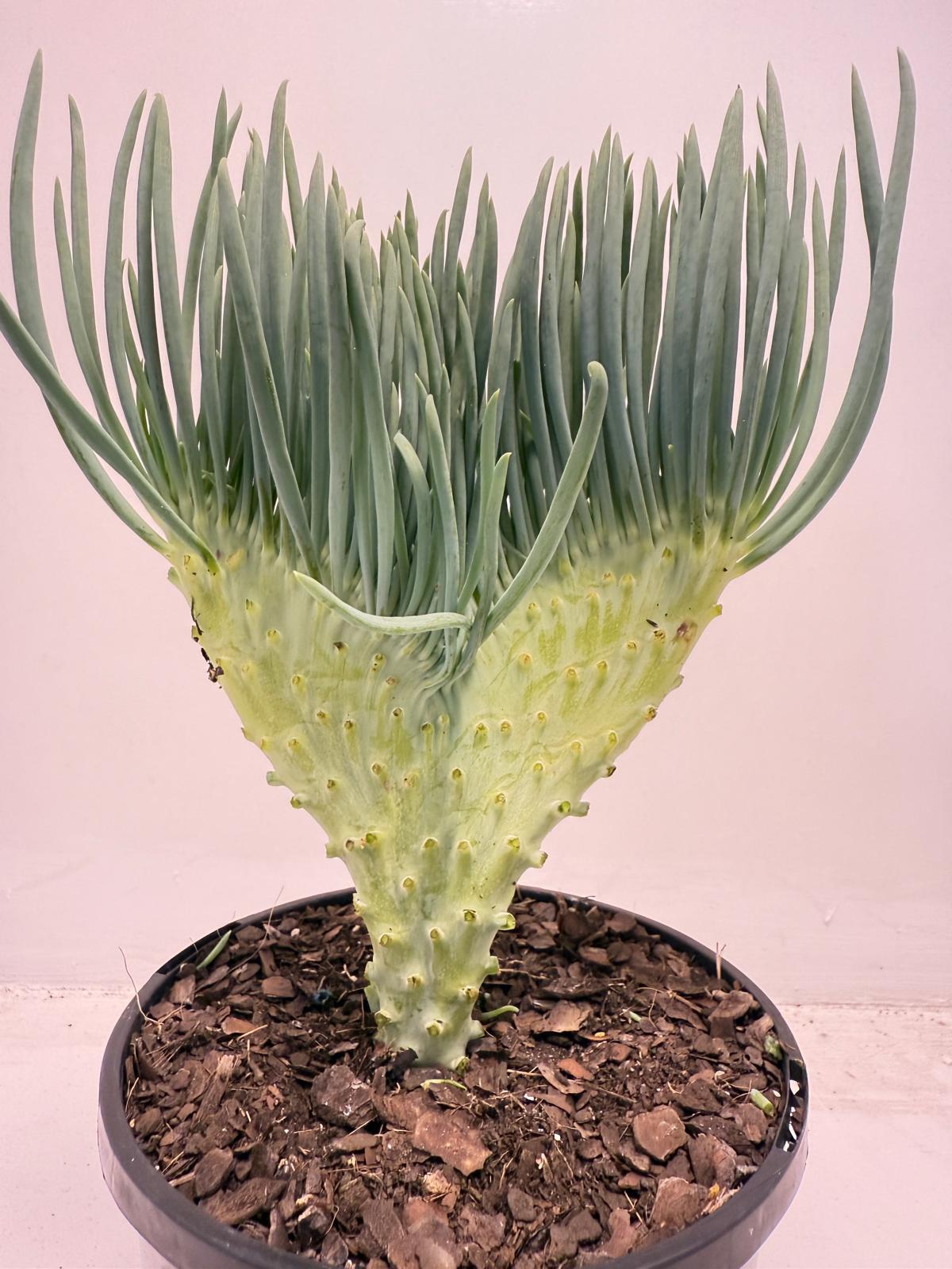 Mermaid Tail : Crested Senecio Talinoides - Narrow Leaf Chalk Stick #507
