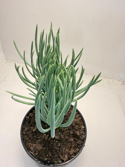 Mermaid Tail : Crested Senecio Talinoides - Narrow Leaf Chalk Stick #507