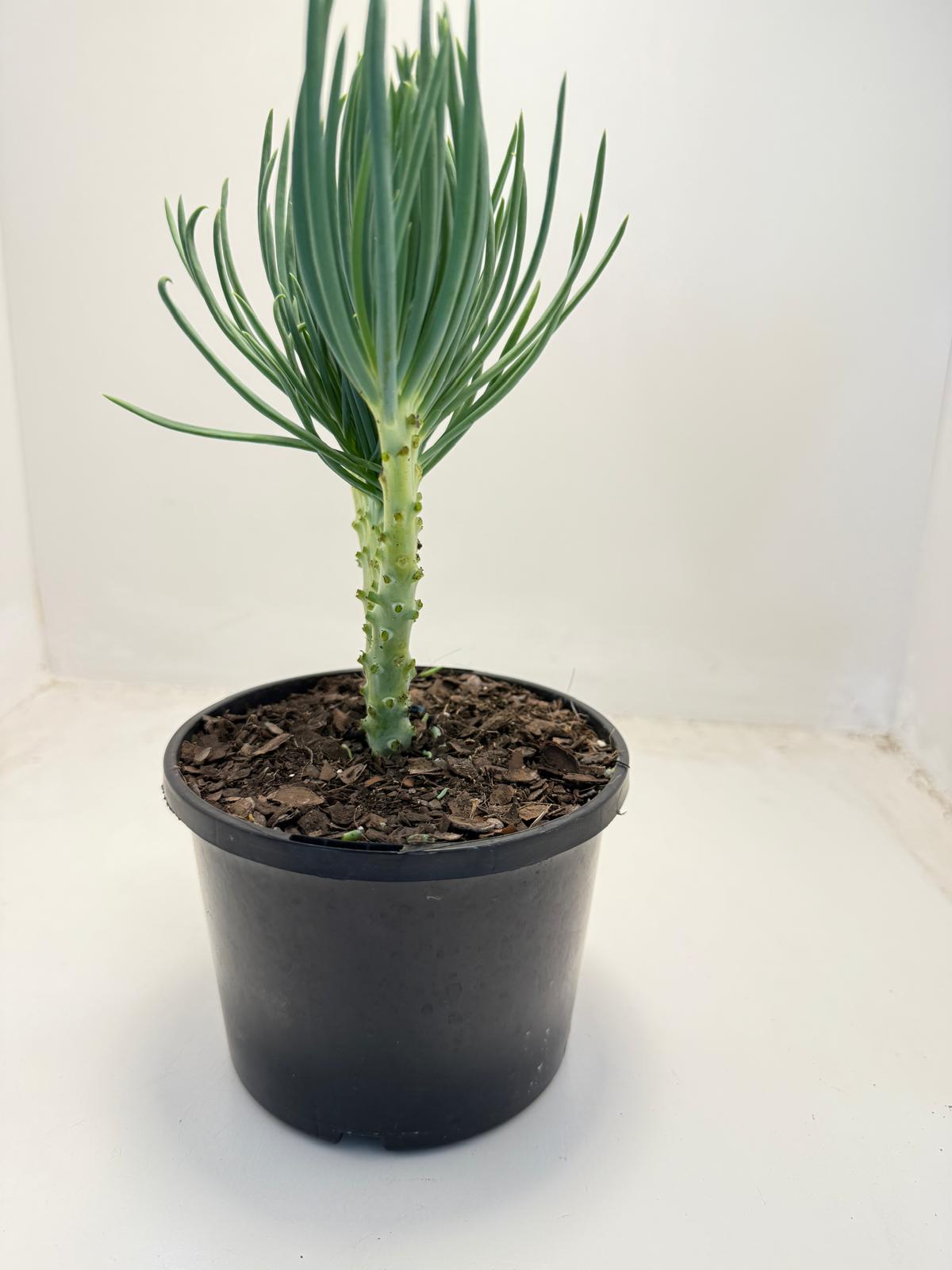 Mermaid Tail : Crested Senecio Talinoides - Narrow Leaf Chalk Stick #507