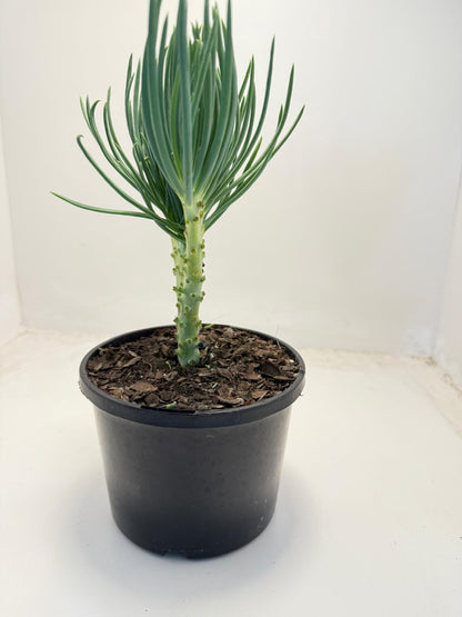 Mermaid Tail : Crested Senecio Talinoides - Narrow Leaf Chalk Stick #507