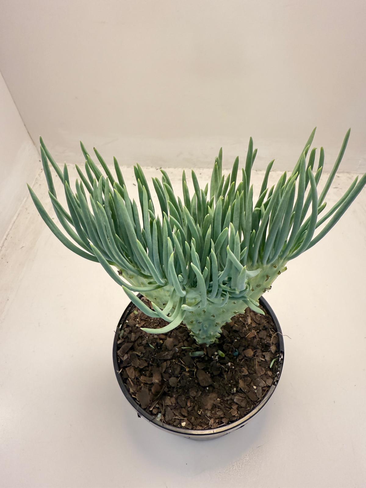 Mermaid Tail : Crested Senecio Talinoides - Narrow Leaf Chalk Stick #507
