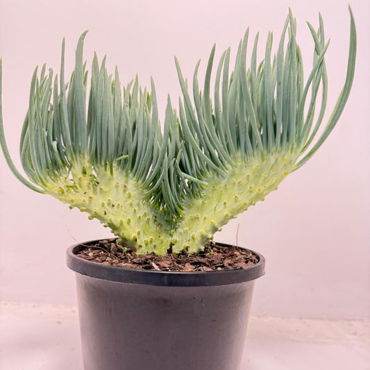 Mermaid Tail : Crested Senecio Talinoides - Narrow Leaf Chalk Stick #506