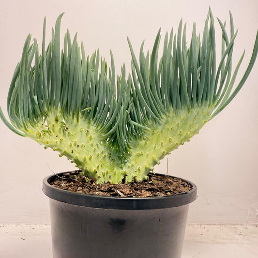 Mermaid Tail : Crested Senecio Talinoides - Narrow Leaf Chalk Stick #506