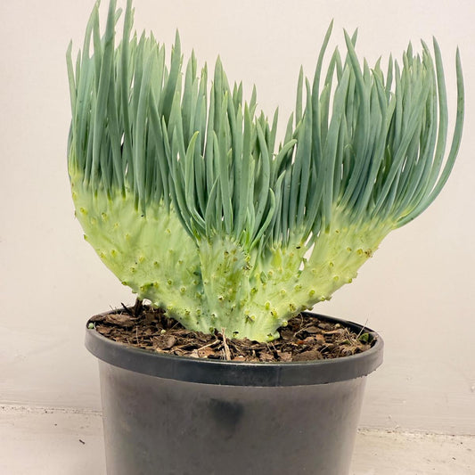 Mermaid Tail : Crested Senecio Talinoides - Narrow Leaf Chalk Stick #505