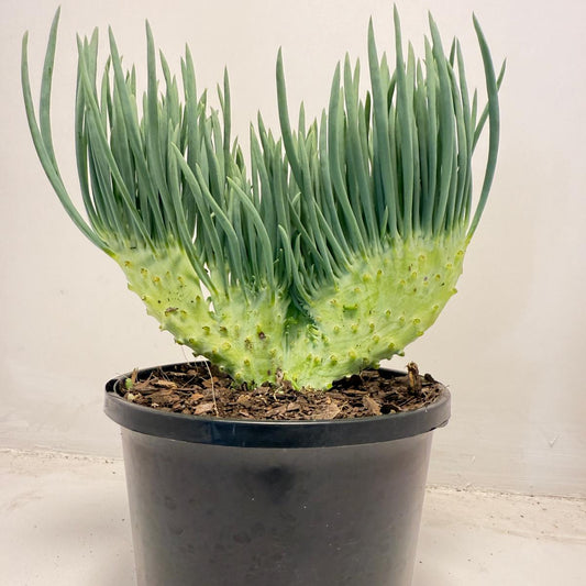 Mermaid Tail : Crested Senecio Talinoides - Narrow Leaf Chalk Stick #505