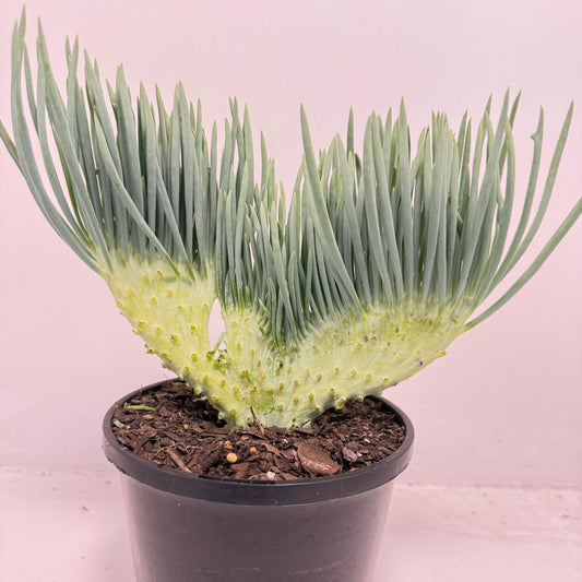 Mermaid Tail : Crested Senecio Talinoides - Narrow Leaf Chalk Stick # 504