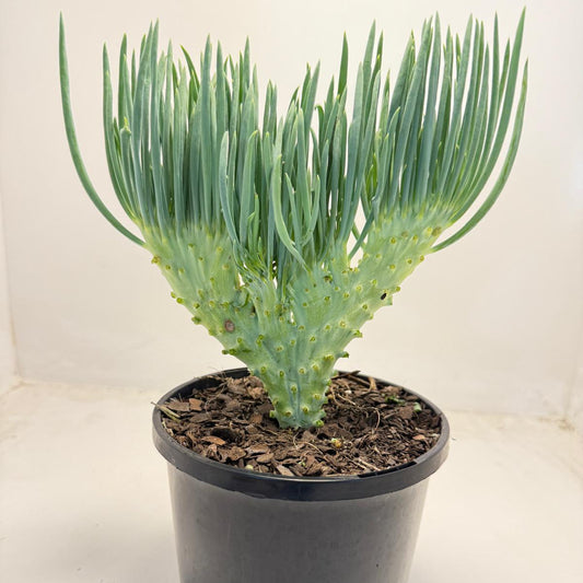 Mermaid Tail : Crested Senecio Talinoides - Narrow Leaf Chalk Stick #503