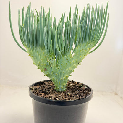 Mermaid Tail : Crested Senecio Talinoides - Narrow Leaf Chalk Stick #503