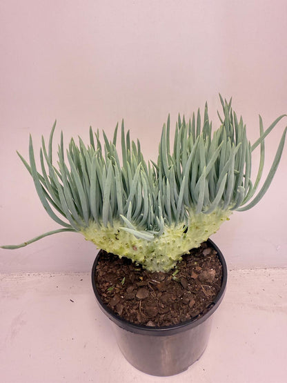 Mermaid Tail : Crested Senecio Talinoides - Narrow Leaf Chalk Stick #503