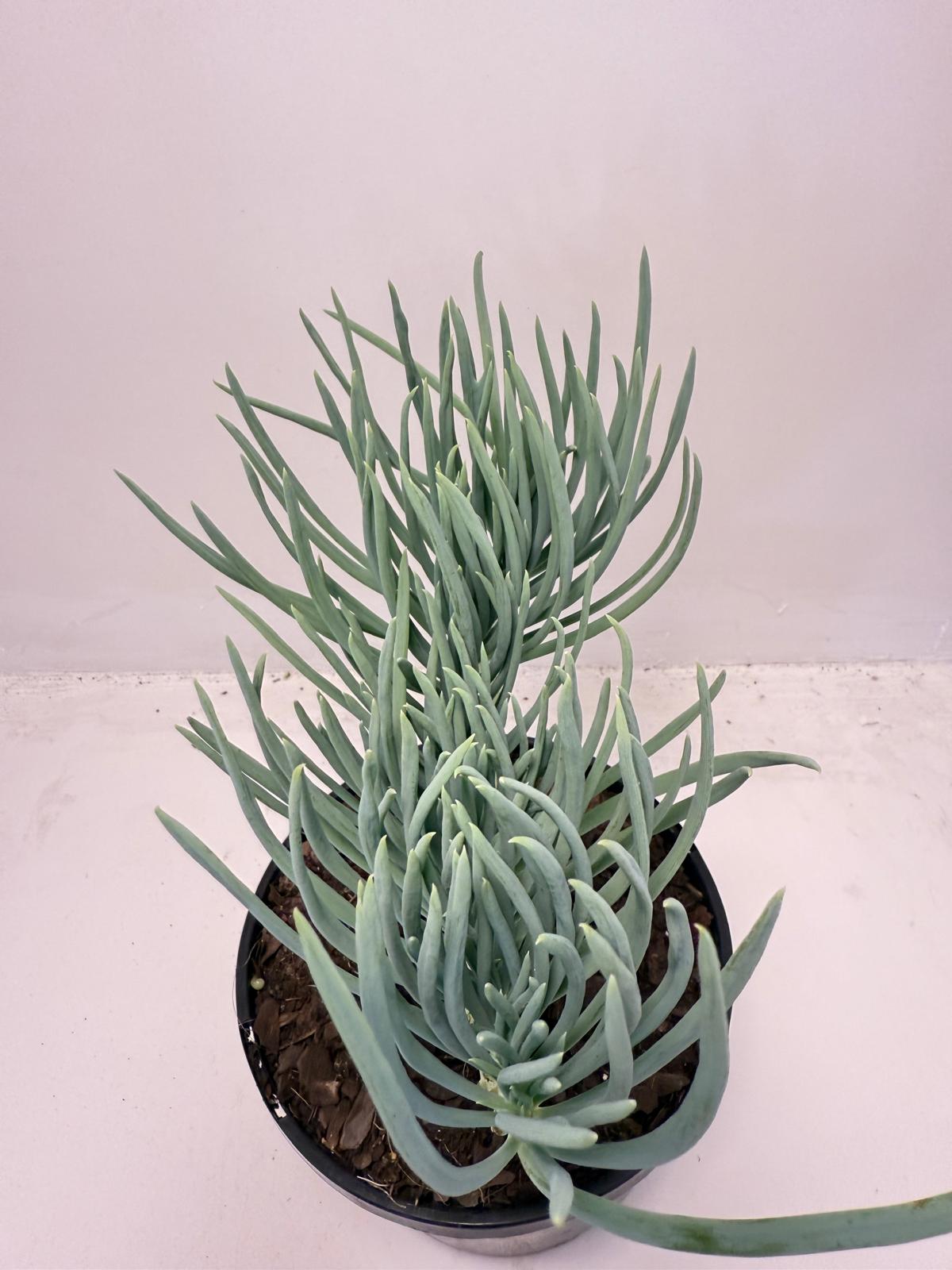 Mermaid Tail : Crested Senecio Talinoides - Narrow Leaf Chalk Stick #503