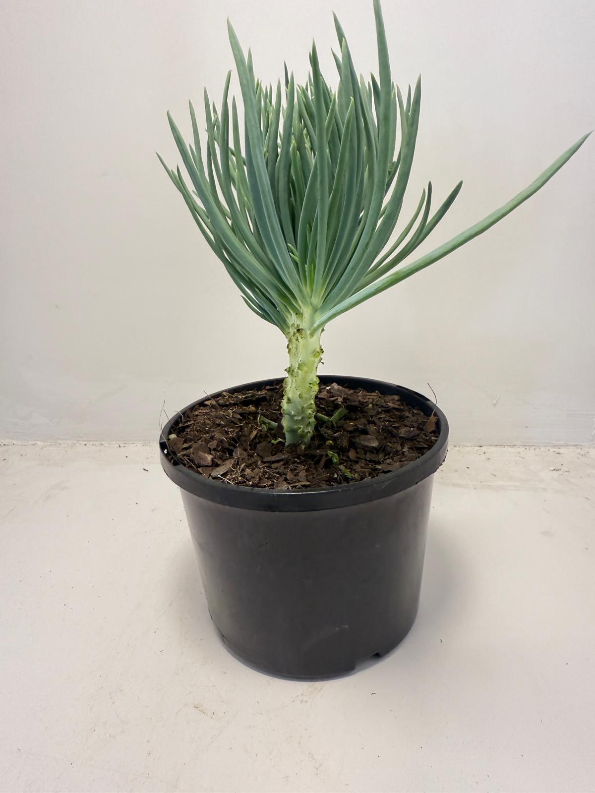 Mermaid Tail : Crested Senecio Talinoides - Narrow Leaf Chalk Stick #503