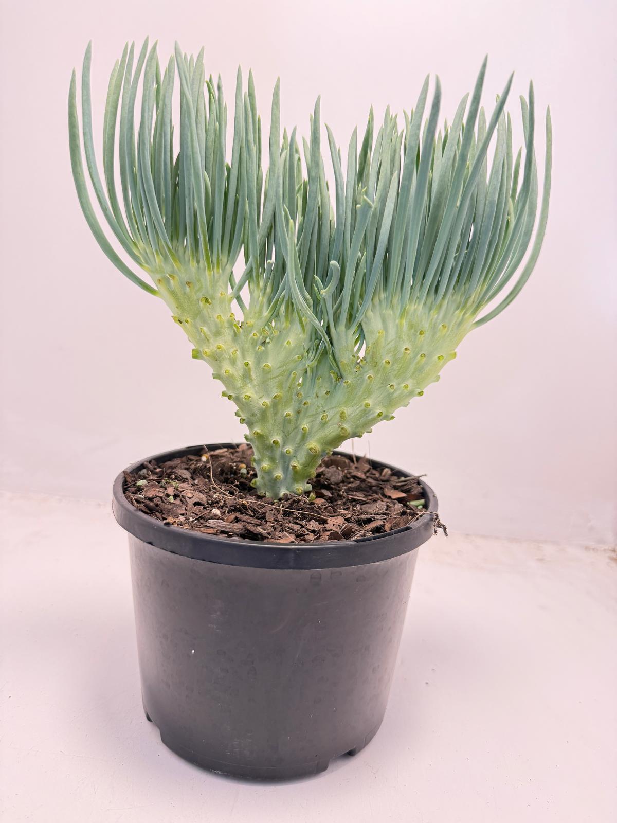 Mermaid Tail : Crested Senecio Talinoides - Narrow Leaf Chalk Stick # 502