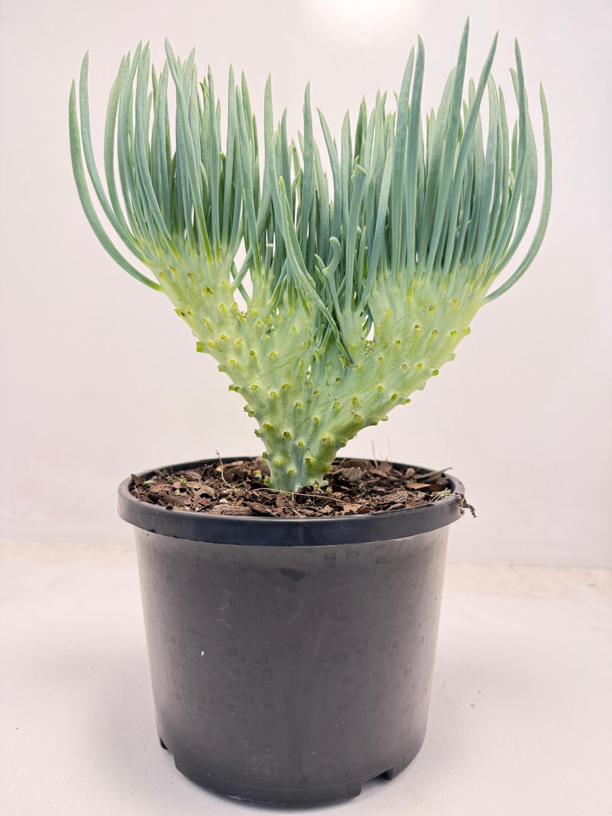 Mermaid Tail : Crested Senecio Talinoides - Narrow Leaf Chalk Stick # 502