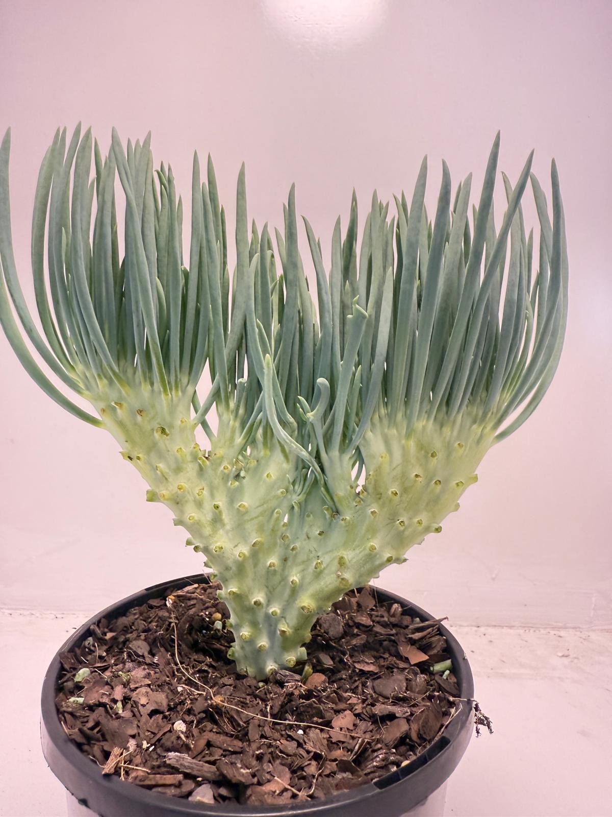 Mermaid Tail : Crested Senecio Talinoides - Narrow Leaf Chalk Stick # 502
