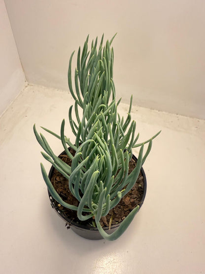 Mermaid Tail : Crested Senecio Talinoides - Narrow Leaf Chalk Stick # 502