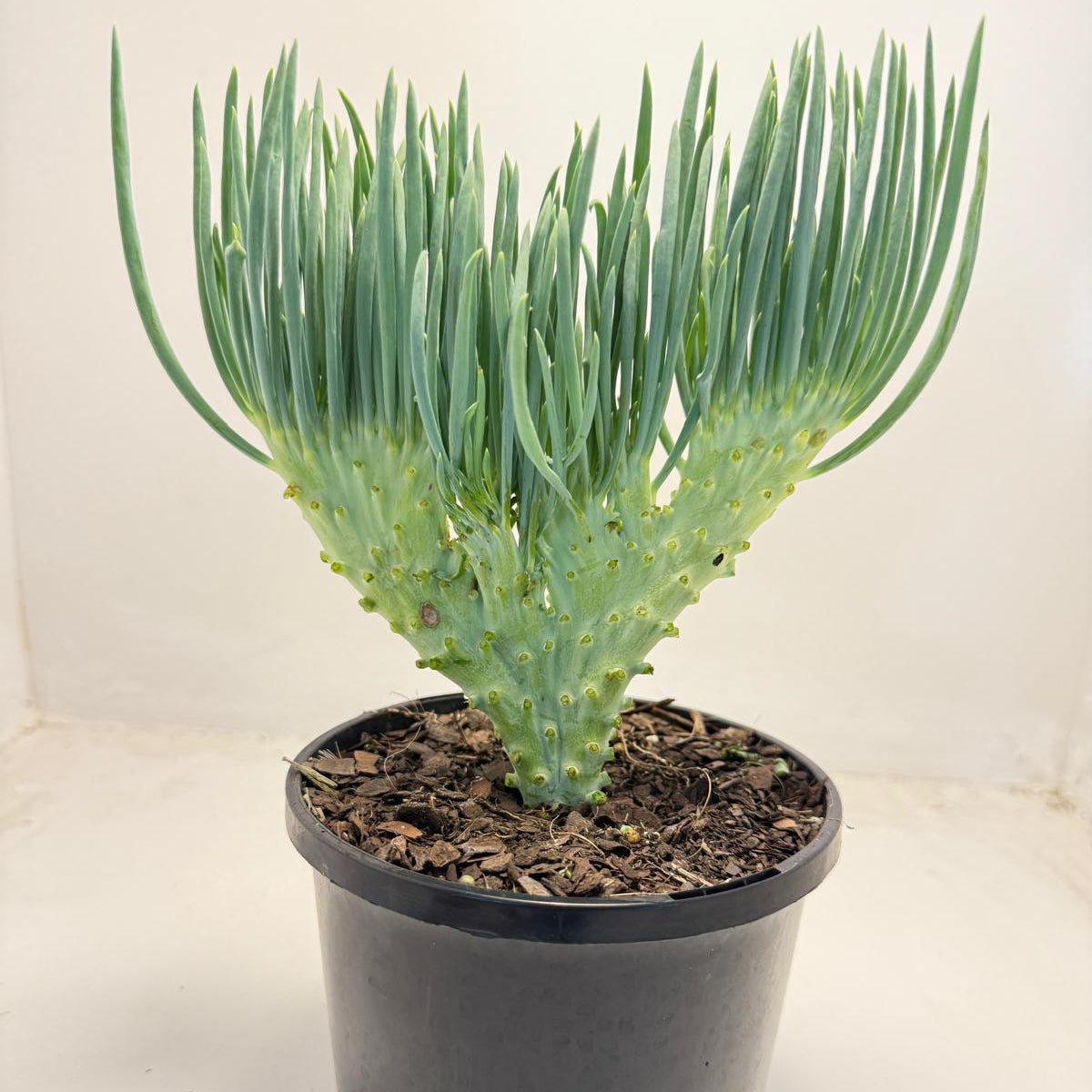 Mermaid Tail : Crested Senecio Talinoides - Narrow Leaf Chalk Stick # 502
