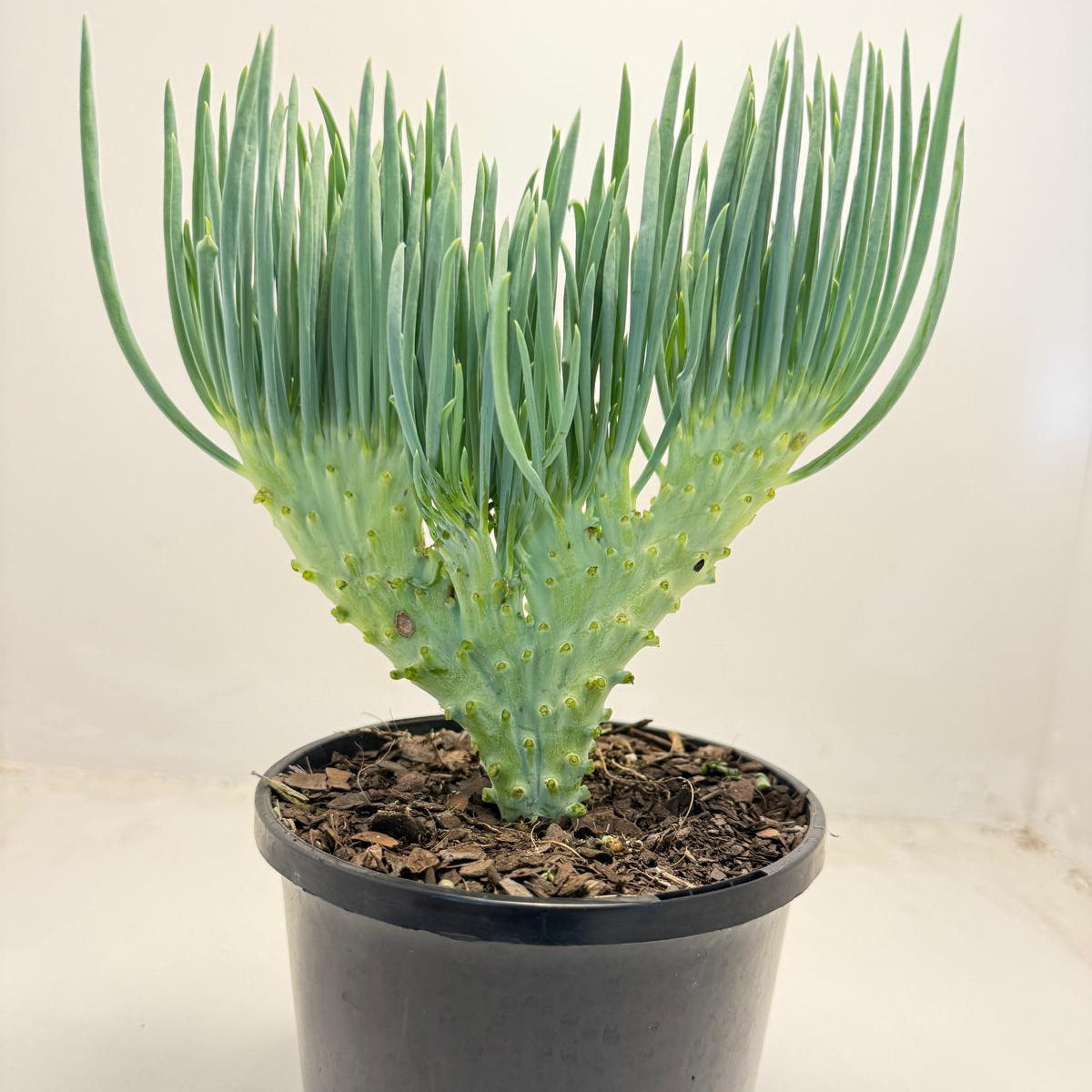 Mermaid Tail : Crested Senecio Talinoides - Narrow Leaf Chalk Stick # 502