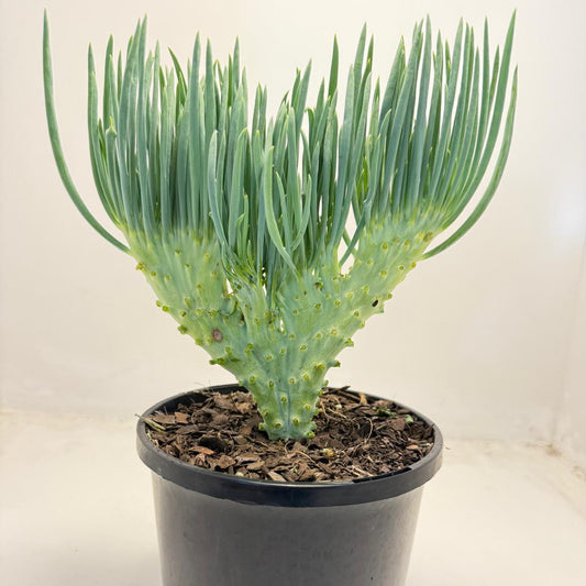 Mermaid Tail : Crested Senecio Talinoides - Narrow Leaf Chalk Stick # 502