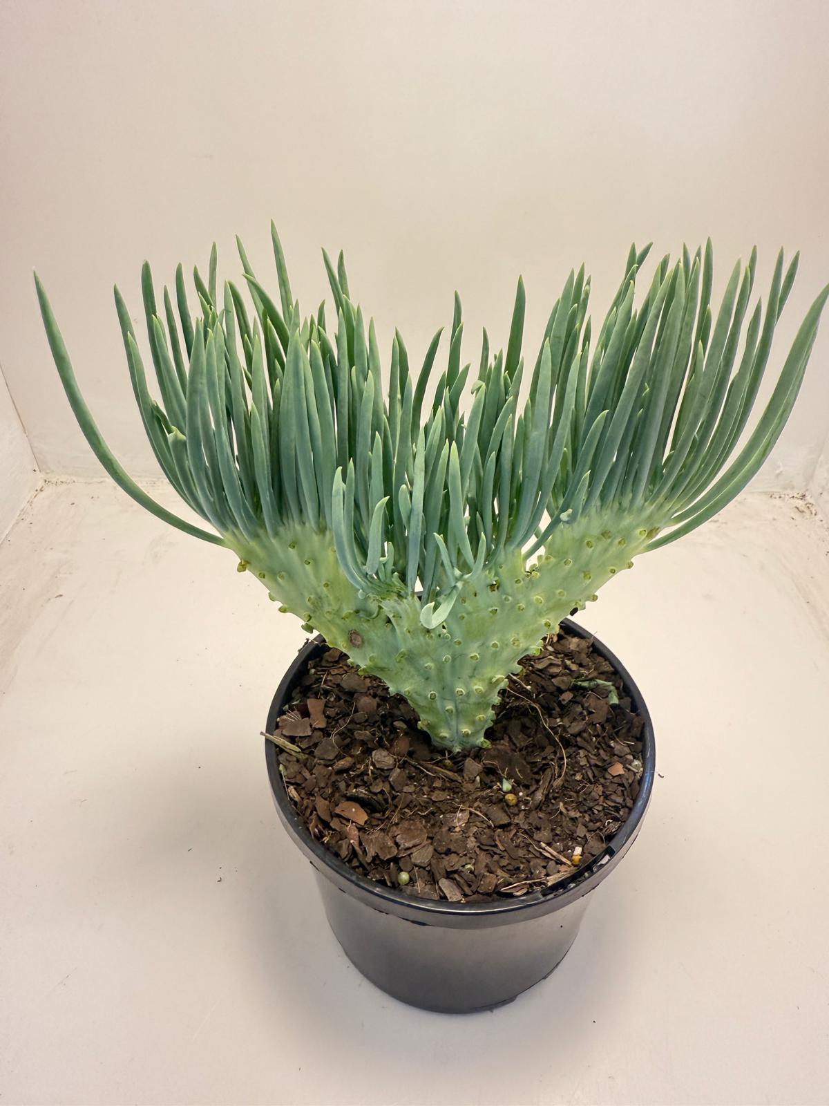 Mermaid Tail : Crested Senecio Talinoides - Narrow Leaf Chalk Stick # 502