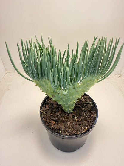 Mermaid Tail : Crested Senecio Talinoides - Narrow Leaf Chalk Stick # 502