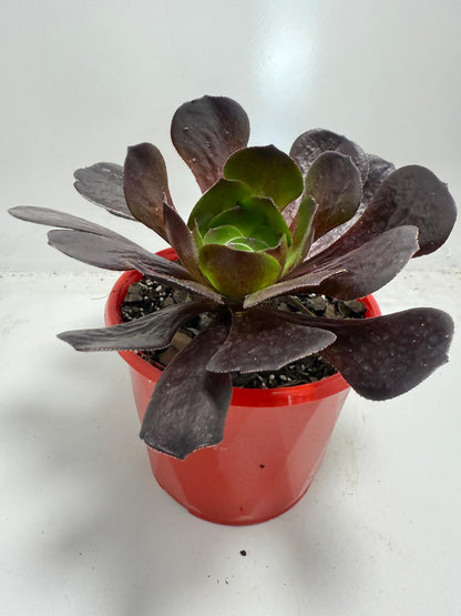 Semponium ‘Destiny’ – Unique Rosette Succulent | 130mm