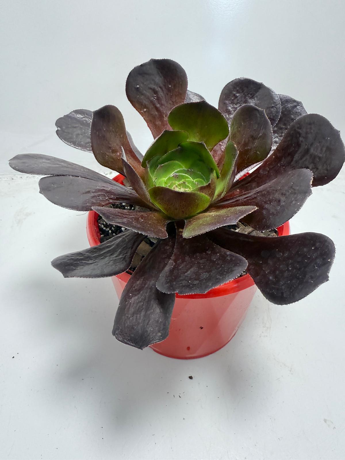 Semponium ‘Destiny’ – Unique Rosette Succulent | 130mm