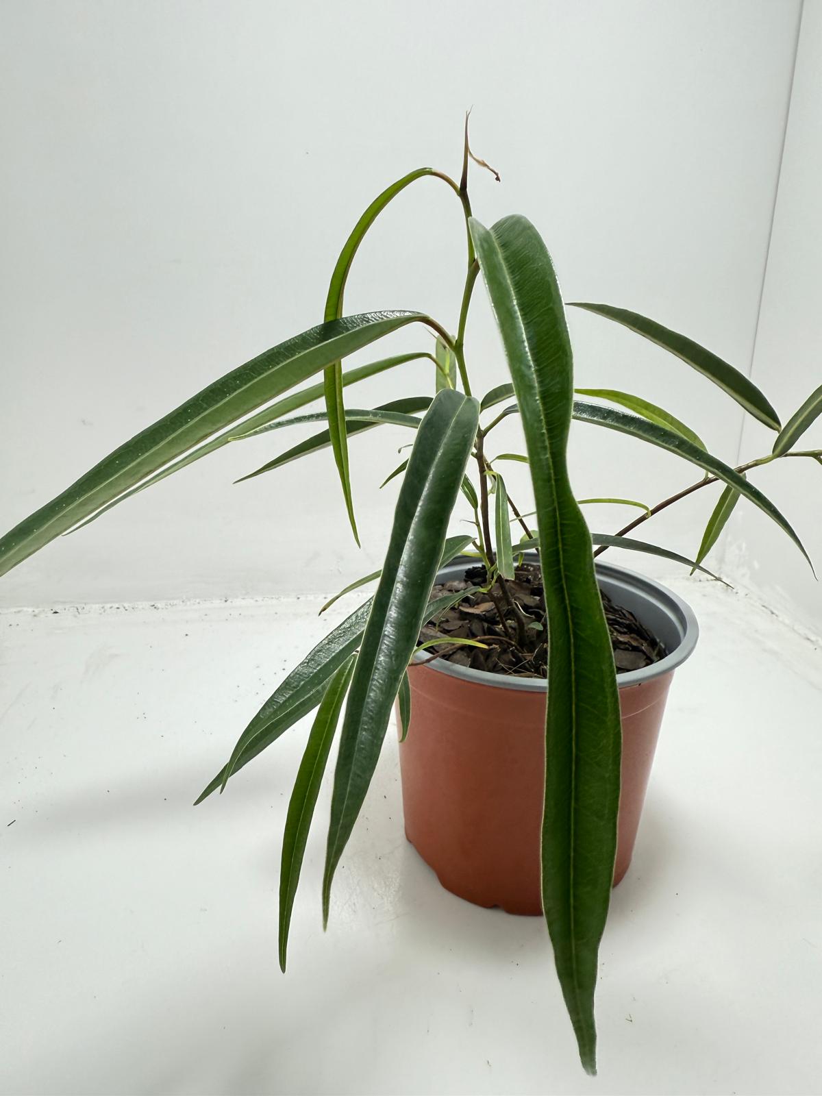 Ficus sabre – Unique Ornamental Ficus Plant | 130mm