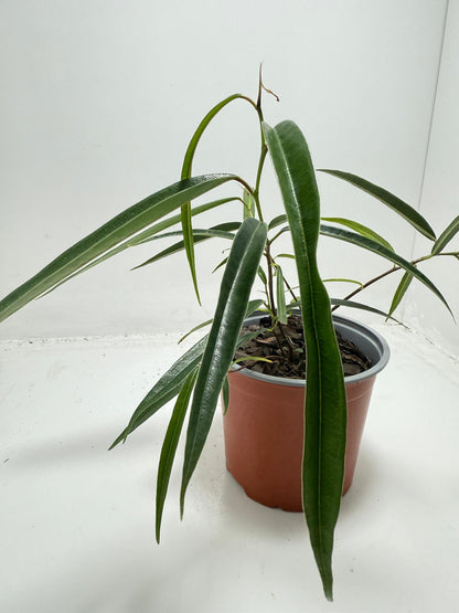 Ficus sabre – Unique Ornamental Ficus Plant | 130mm