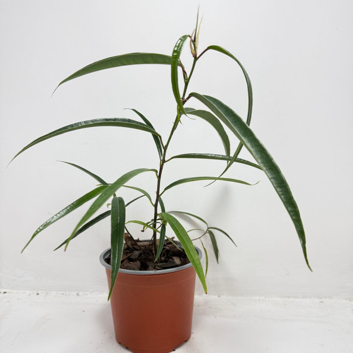 Ficus sabre – Unique Ornamental Ficus Plant | 130mm