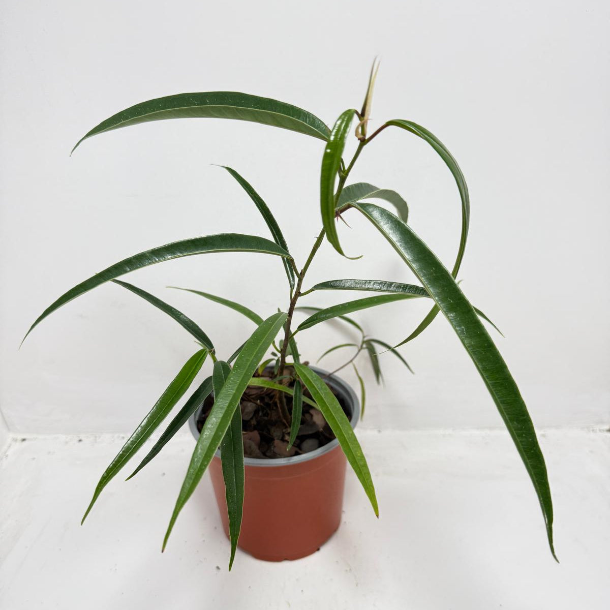 Ficus sabre – Unique Ornamental Ficus Plant | 130mm