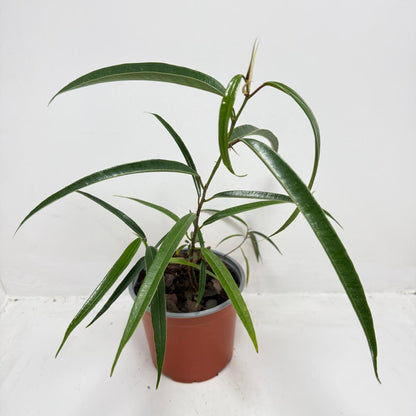 Ficus sabre – Unique Ornamental Ficus Plant | 130mm