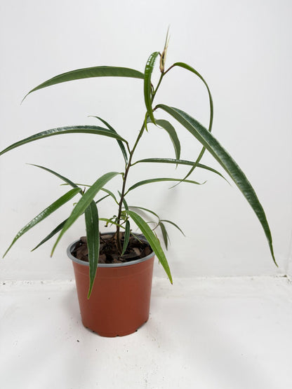 Ficus sabre – Unique Ornamental Ficus Plant | 130mm