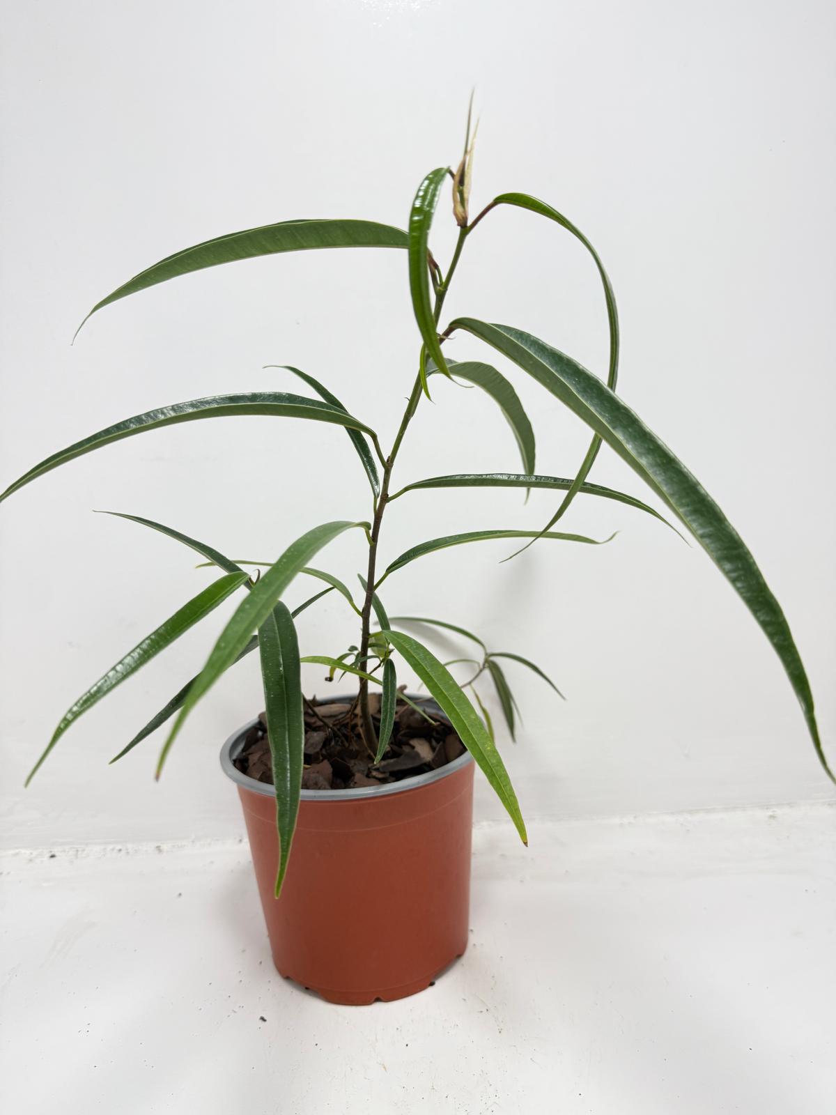 Ficus sabre – Unique Ornamental Ficus Plant | 130mm