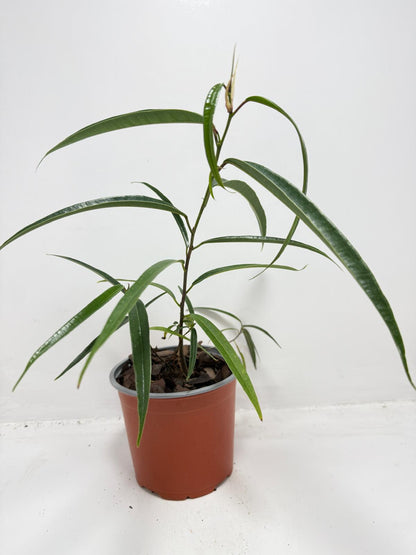 Ficus sabre – Unique Ornamental Ficus Plant | 130mm