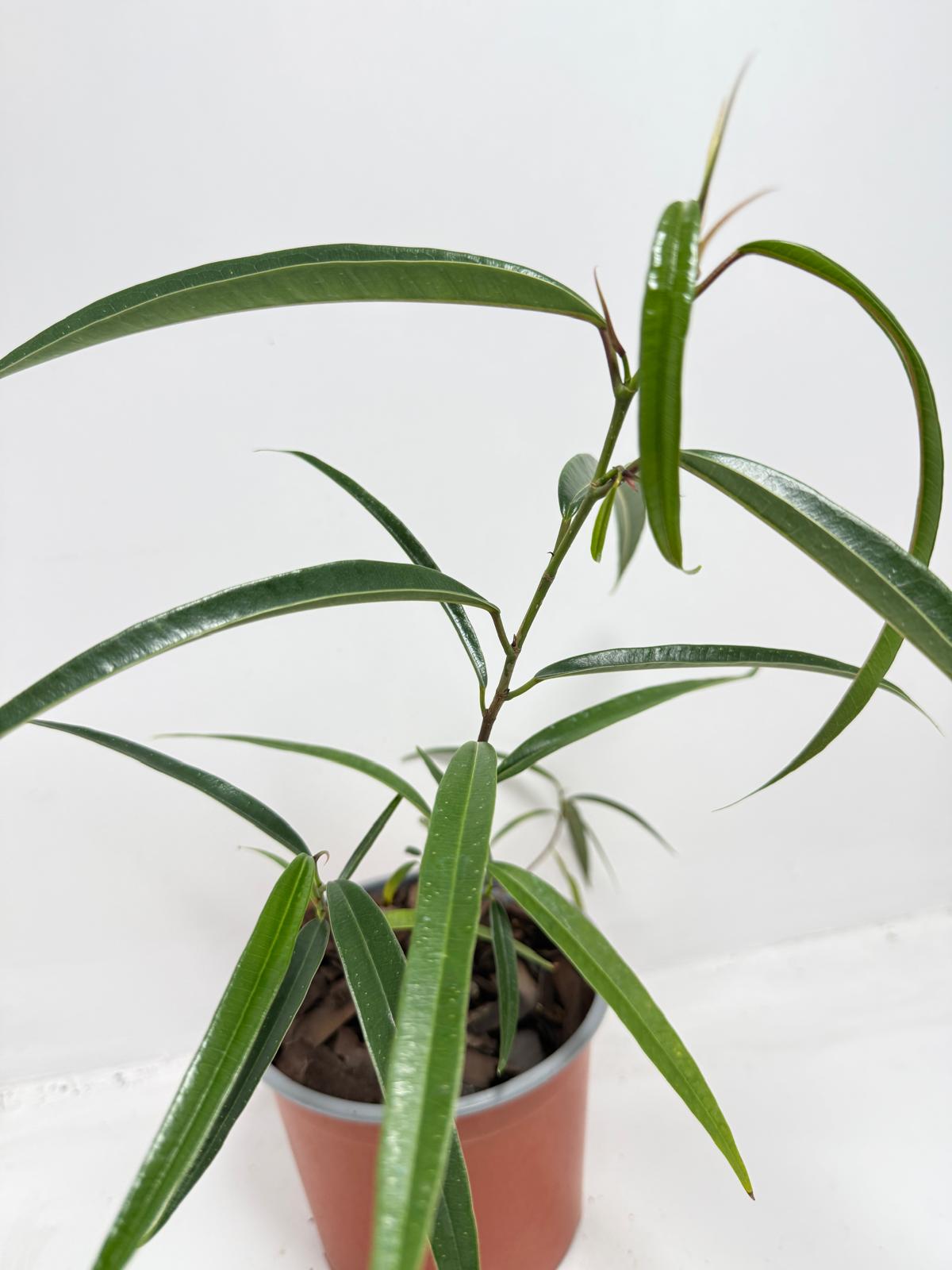 Ficus sabre – Unique Ornamental Ficus Plant | 130mm