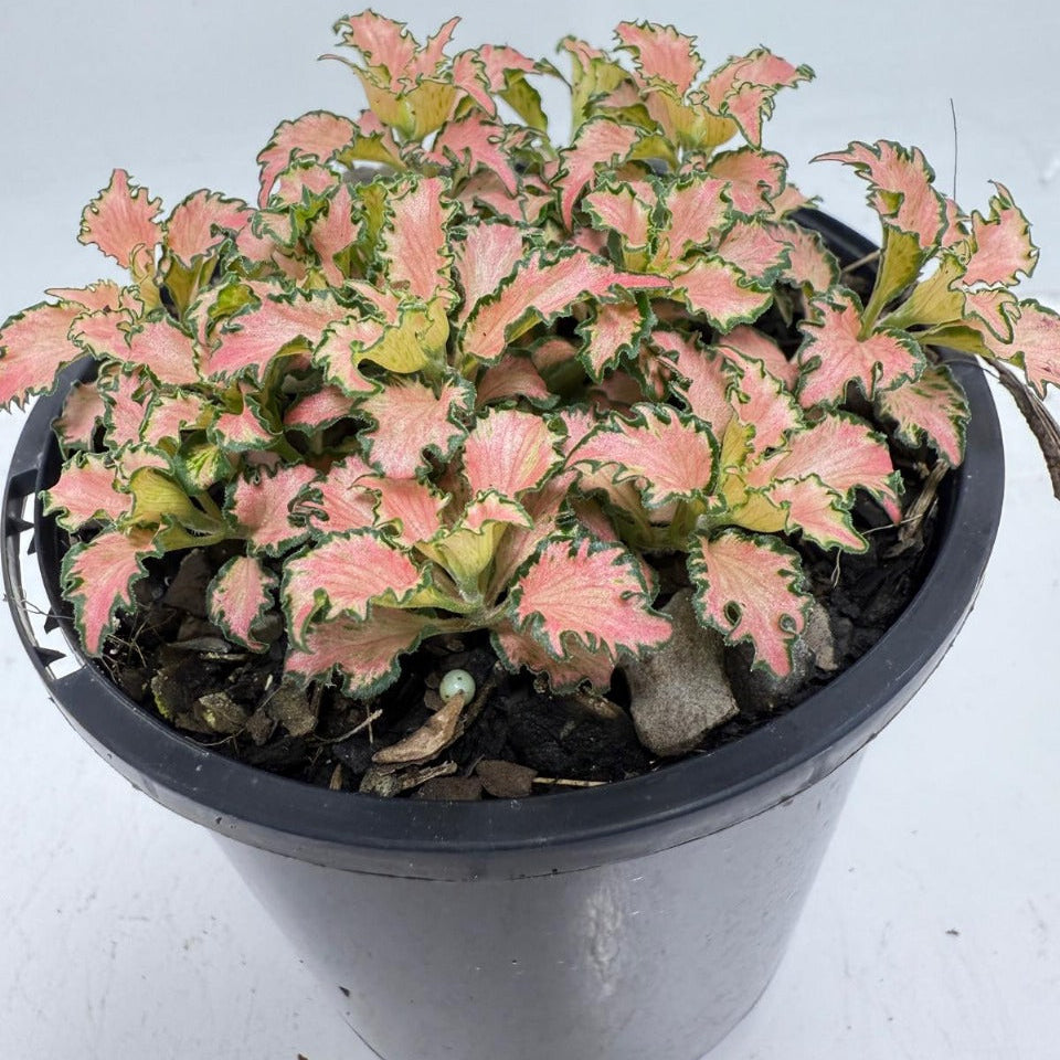 Fittonia Pink – Vibrant Nerve Plant | 100mm