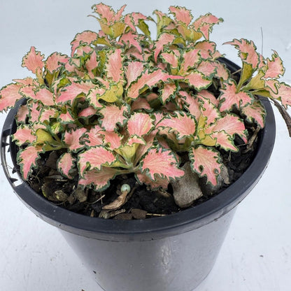 Fittonia Pink – Vibrant Nerve Plant | 100mm