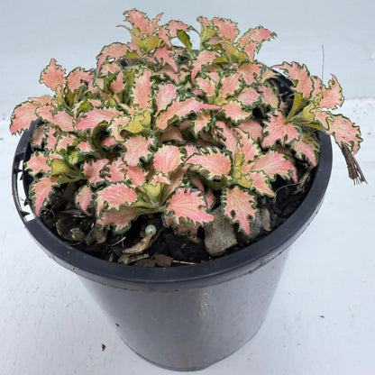 Fittonia Pink – Vibrant Nerve Plant | 100mm
