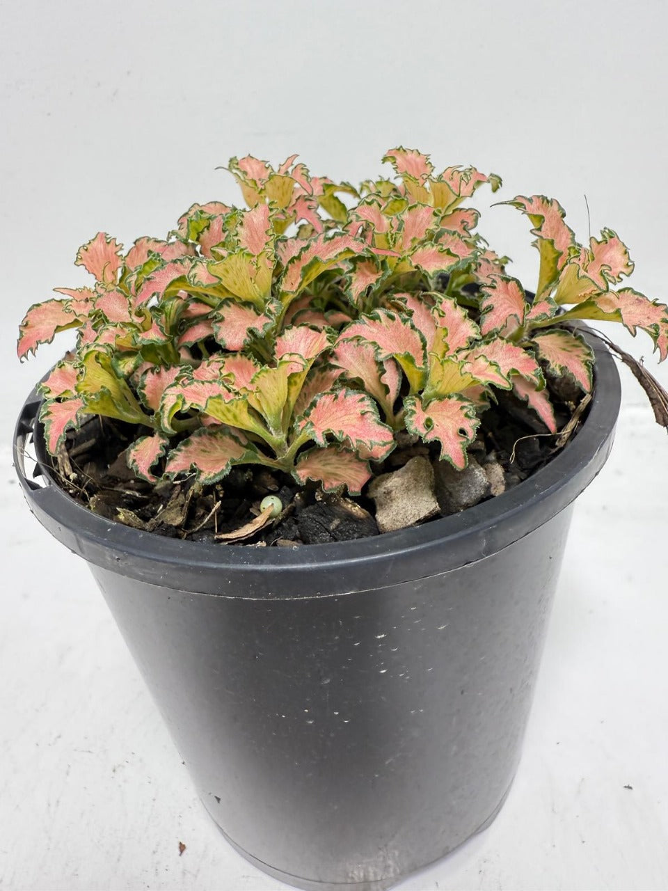 Fittonia Pink – Vibrant Nerve Plant | 100mm