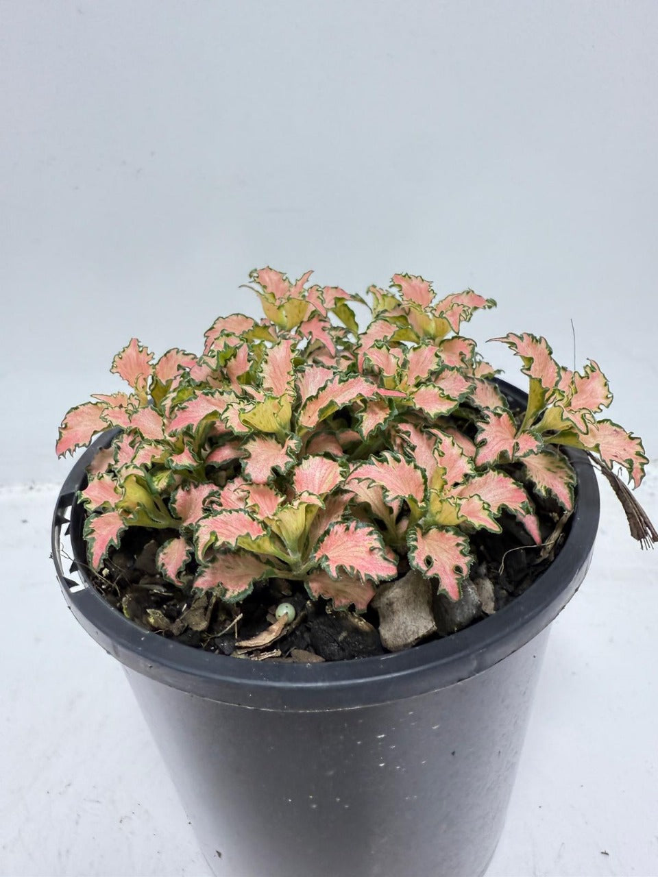 Fittonia Pink – Vibrant Nerve Plant | 100mm
