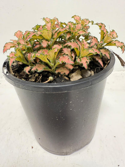 Fittonia Pink – Vibrant Nerve Plant | 100mm