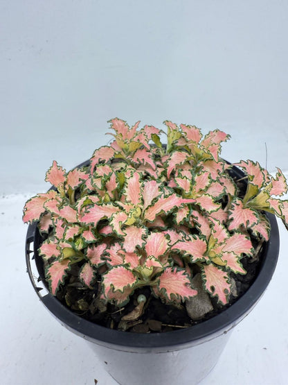 Fittonia Pink – Vibrant Nerve Plant | 100mm