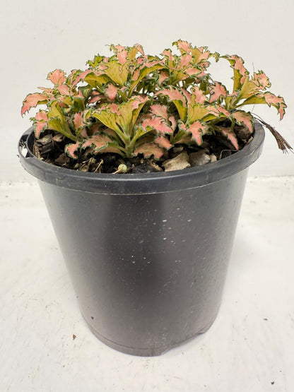 Fittonia Pink – Vibrant Nerve Plant | 100mm
