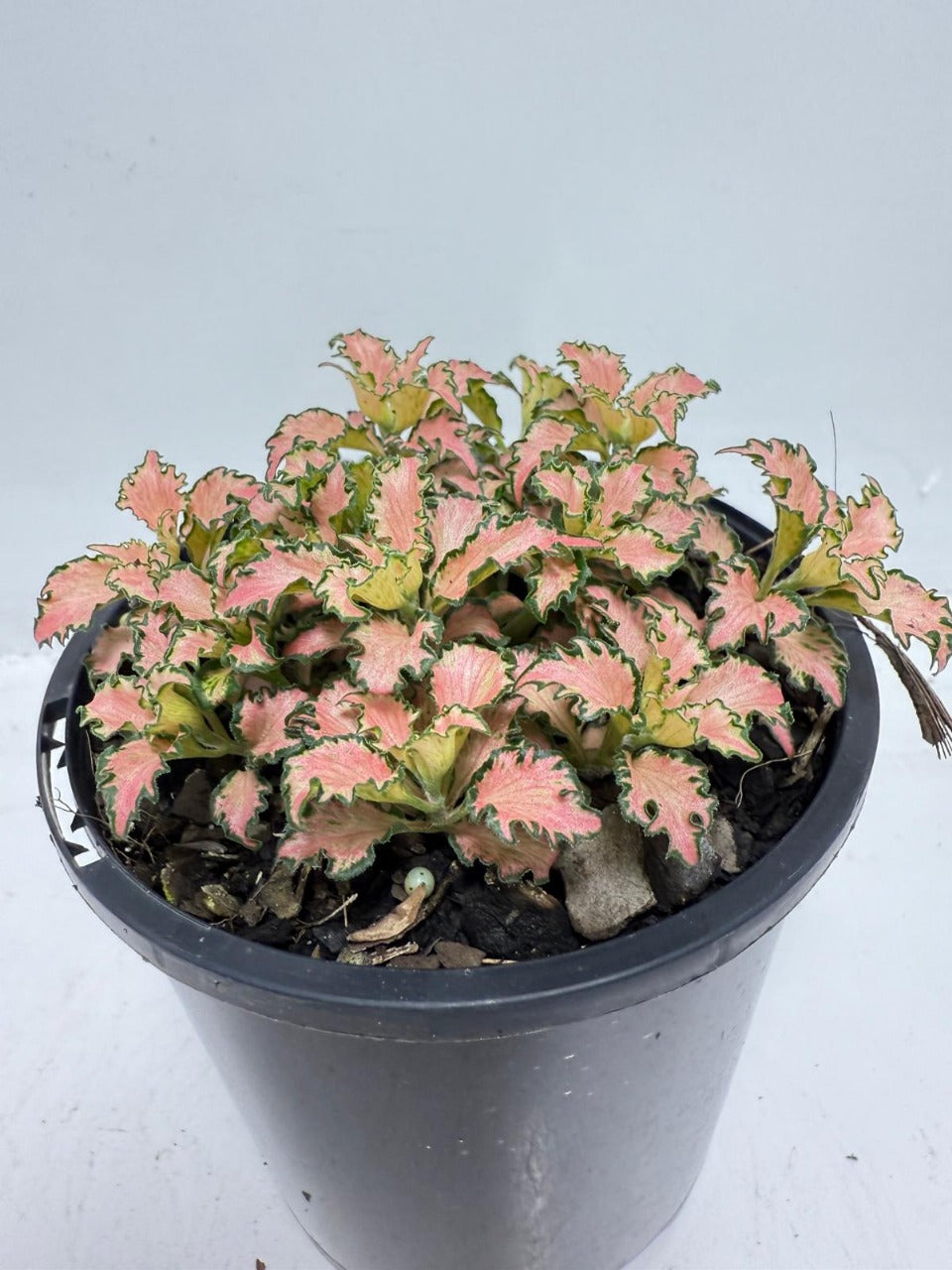 Fittonia Pink – Vibrant Nerve Plant | 100mm